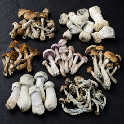 mushroom psilocybin