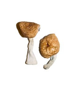 Burmese strain dried botanical specimens displaying slender stalks and distinct tan caps