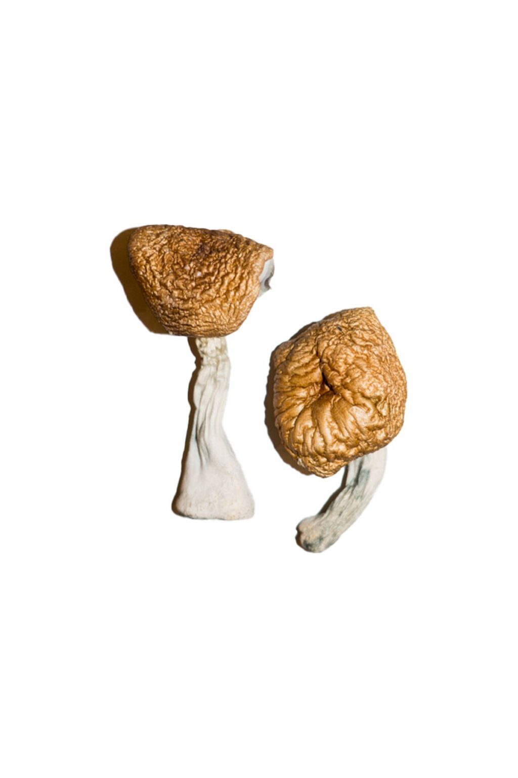 Burmese strain dried botanical specimens displaying slender stalks and distinct tan caps