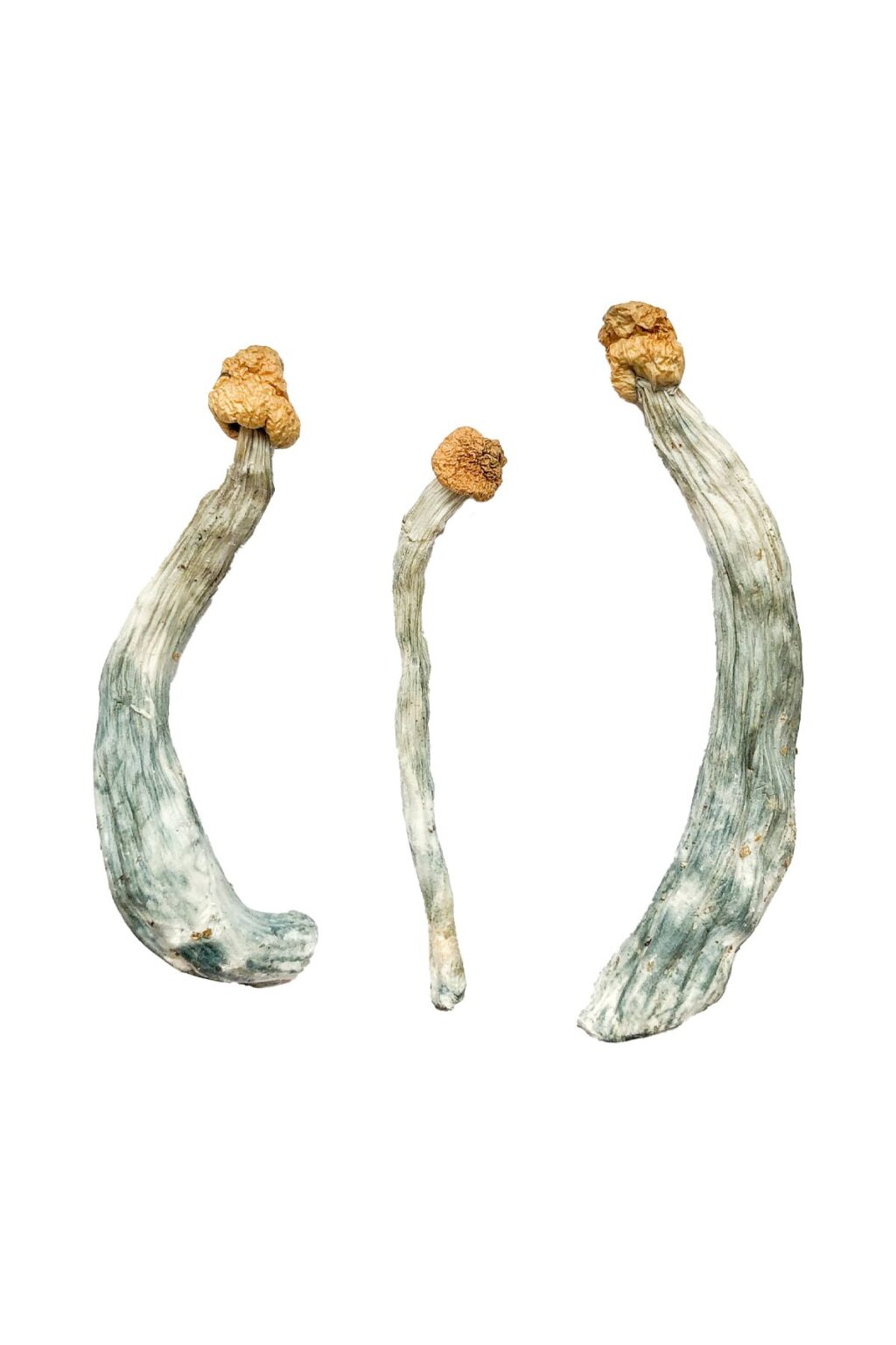 view of the dense golden brown cap structure on a Creeper fungal specimen
