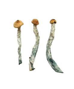 Creeper strain dried botanical specimens displaying slender stalks and distinct tan caps