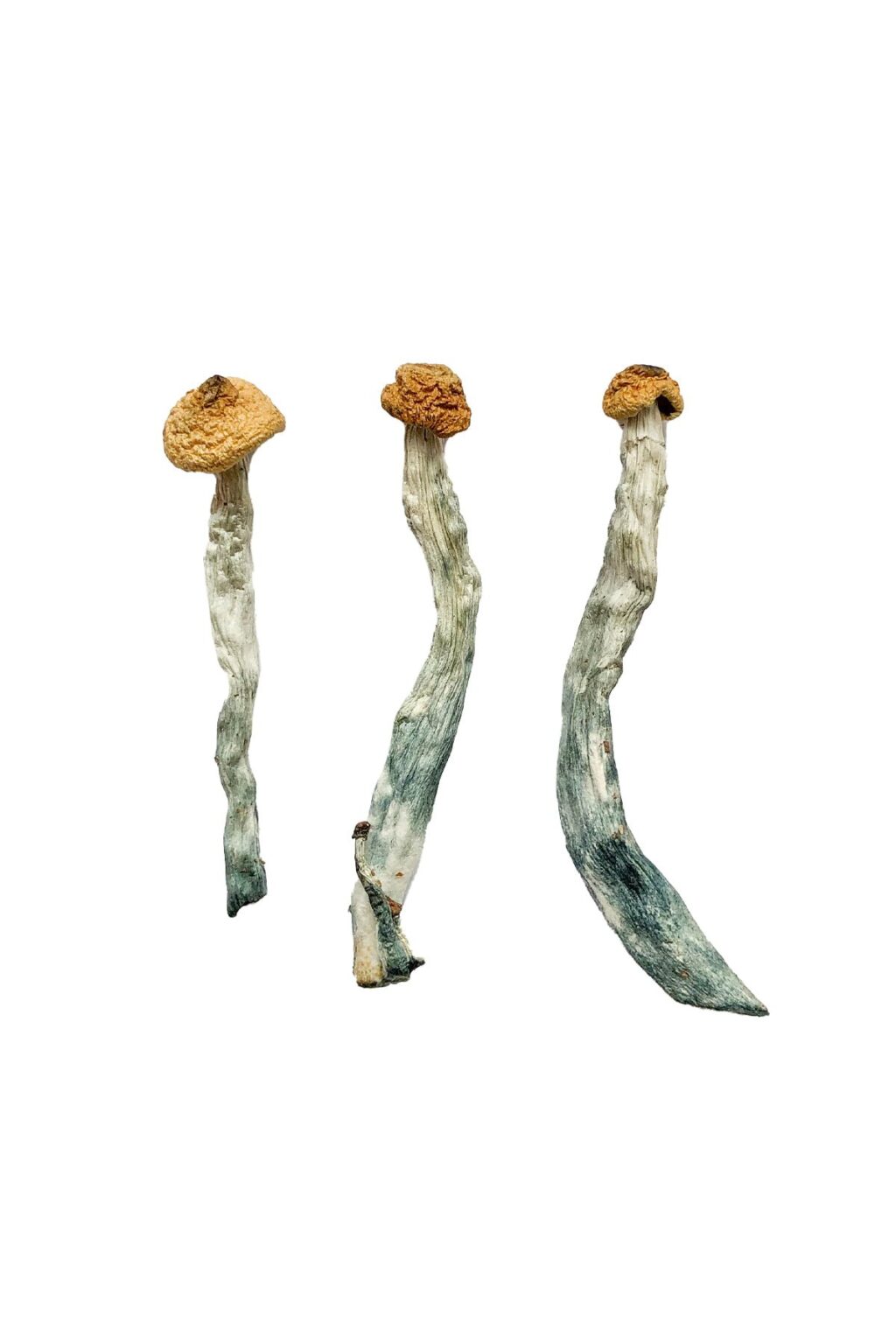 Creeper strain dried botanical specimens displaying slender stalks and distinct tan caps