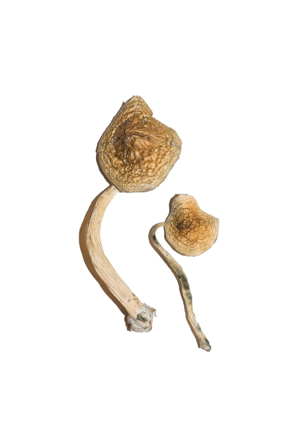 Cuban strain dried botanical specimens displaying slender stalks and distinct tan caps