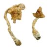 Entheogen Explosion strain dried botanical specimens displaying dense stalks and distinct caps