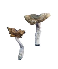 Florida White F plus strain dried albino fungal specimens displaying slender stalks and pale caps
