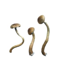 Golden Teacher Special strain dried botanical specimens displaying slender stalks and caramel caps