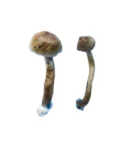Close up view of the broad golden brown cap structure on a Golden Teacher Special fungal specimen