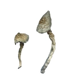 Great White Monster strain dried albino fungal specimens displaying thick chalky stalks and pale caps