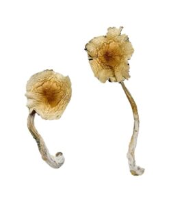 Close up view of the dense bell shaped golden cap structure on a Guadalajara Mexico fungal specimen