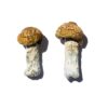 Hero strain dried albino fungal specimens displaying distinctive thick stalks and pale caps