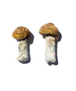 Hero strain dried albino fungal specimens displaying distinctive thick stalks and pale caps