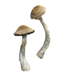 broad shallow orange tan cap structure on a HillBilly fungal specimen