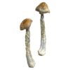 HillBilly strain dried botanical specimens displaying characteristically thick gnarled stalks