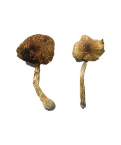 Lizard King strain dried botanical specimens displaying slender stalks and distinct tan caps