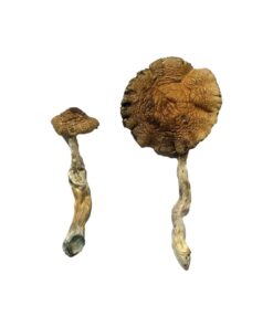 dense convex golden brown cap structure on a Lizard King fungal specimen