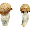 Makilla Gorilla strain dried albino fungal specimens displaying characteristically thick dense stalks