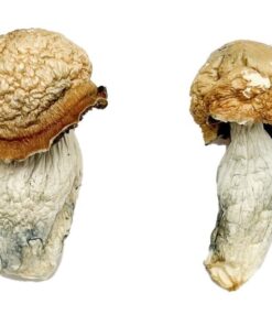 Makilla Gorilla strain dried albino fungal specimens displaying characteristically thick dense stalks