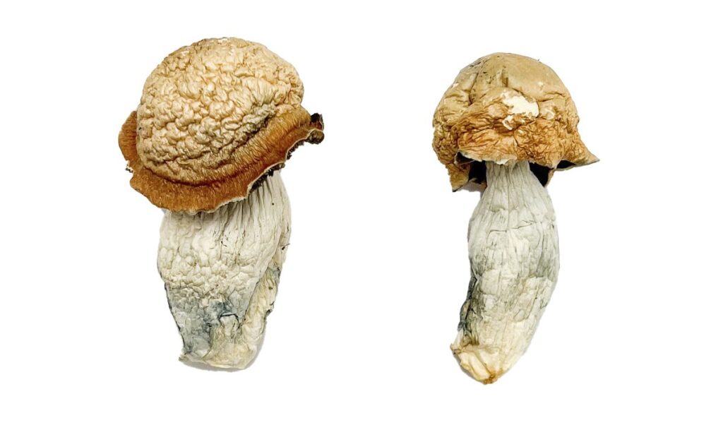 Makilla Gorilla strain dried albino fungal specimens displaying characteristically thick dense stalks