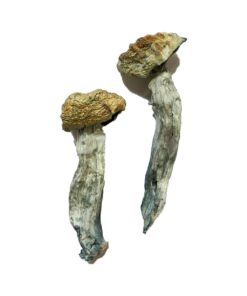 McKennaii strain dried botanical specimens displaying thick stalks and dark brown caps