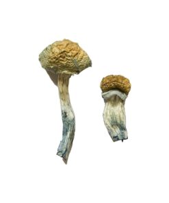 distinctly dome shaped golden brown cap structure on a McKennaii fungal specimen