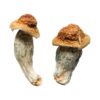 Melmac Homestead Penis Envy strain dried botanical specimens displaying characteristically thick gnarled stalks