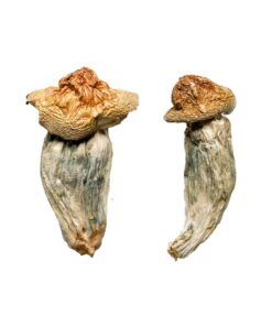 wavy split cap structure on a Melmac strain dense fungal specimen
