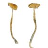 South American strain dried botanical specimens displaying slender stalks and distinct tan caps
