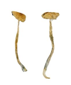 South American strain dried botanical specimens displaying slender stalks and distinct tan caps