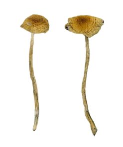 golden brown cap structure on a South American fungal specimen