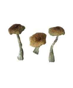 Psilocybe Aztecorum strain dried botanical specimens displaying slender stalks and distinct tan caps