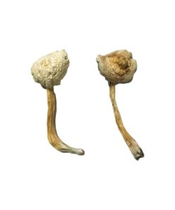 Rusty Whyte strain dried leucistic fungal specimens displaying slender ivory stalks and pale cream caps