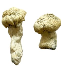 dense creamy white cap structure on a Shakti strain albino fungal specimen