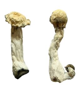 Shakti Albino Malabar strain dried albino fungal specimens displaying thick ivory stalks and pale caps