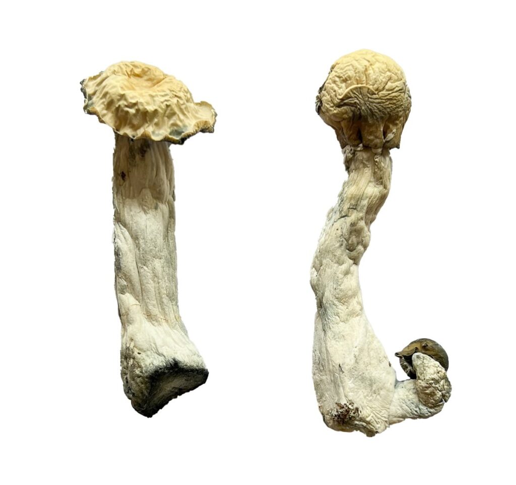 Shakti Albino Malabar strain dried albino fungal specimens displaying thick ivory stalks and pale caps