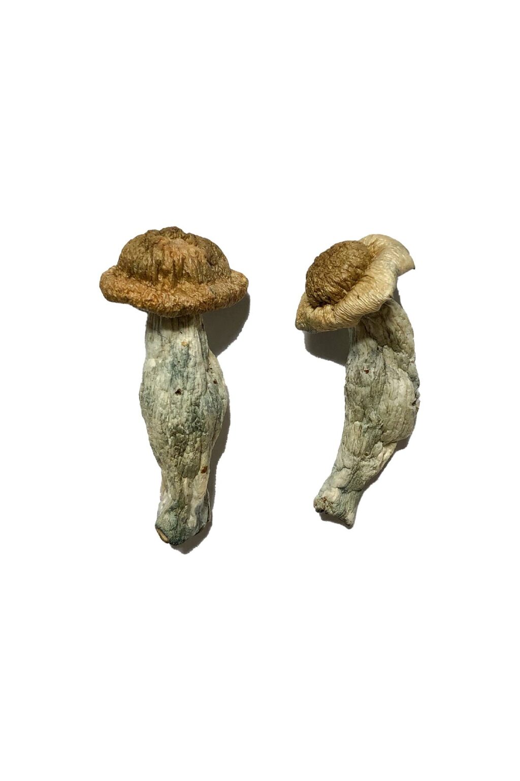 Shepherds Cut Penis Envy strain dried botanical specimens displaying characteristically dense thick stalks