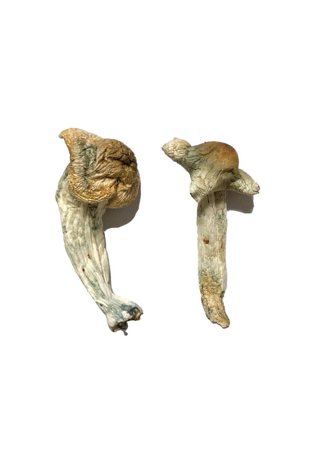 premium Shepherds Cut Penis Envy strain dried fungal specimens