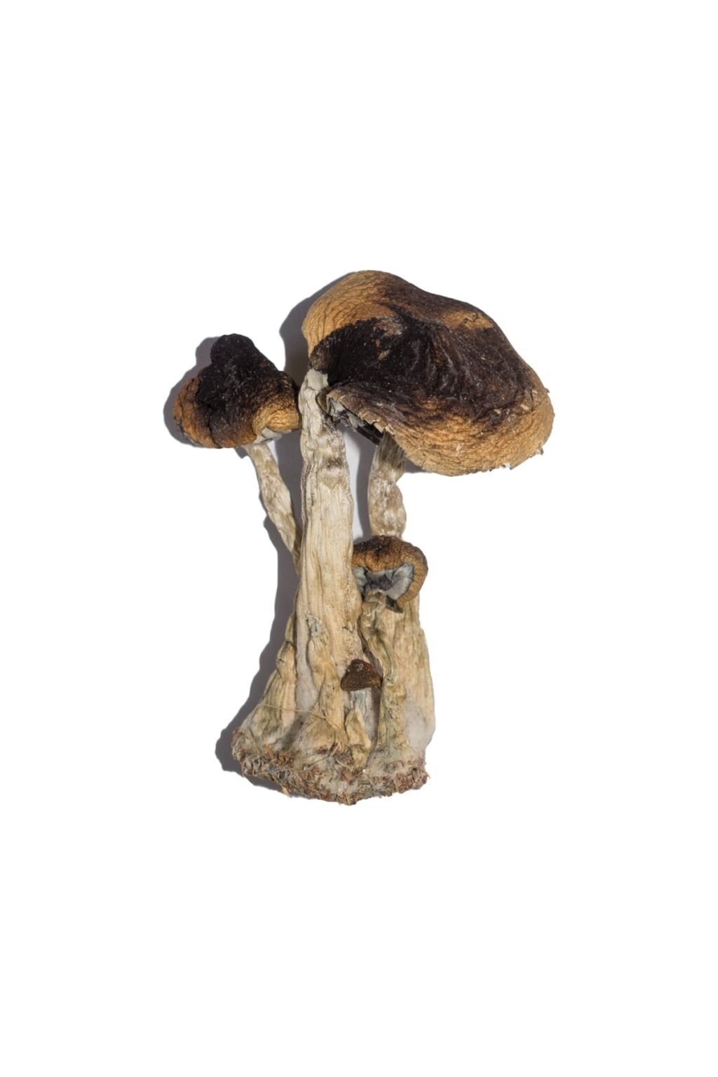 South American strain dried botanical specimens displaying slender stalks and distinct tan caps