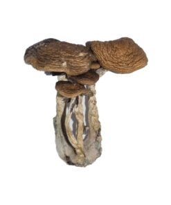 dense golden brown cap structure on a South American fungal specimen