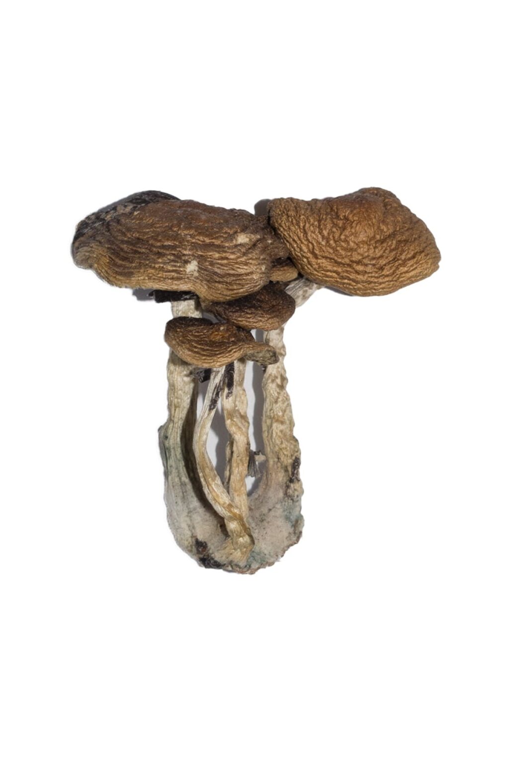 dense golden brown cap structure on a South American fungal specimen