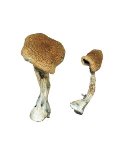 Texas Yellow Cap strain dried botanical specimens displaying slender stalks and distinct golden yellow caps