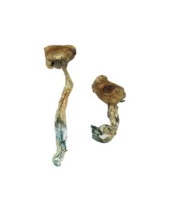 premium Texas Yellow Cap strain dried fungal specimens