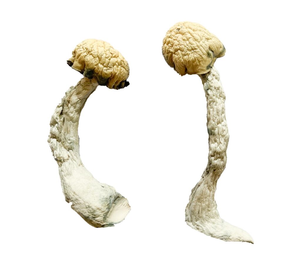 premium Trinity strain dried fungal specimens