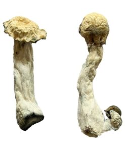Trinity strain dried botanical specimens displaying thick stalks and distinct tan caps