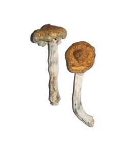 Vietnamese strain dried botanical specimens displaying slender stalks and distinct tan caps