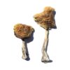 Wollongong strain dried botanical specimens displaying creamy white stalks and distinct golden brown caps