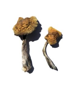 dense convex cap structure on a Wollongong strain fungal specimen