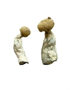 Yeti strain dried albino fungal specimens displaying thick ivory stalks and pale caps