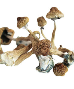 Premium gourmet Blue Foot strain fresh fungal specimens with iconic lilac hued stalks
