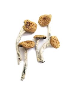 Burma strain dried botanical specimens displaying slender cream stalks and distinct tan caps
