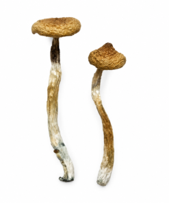 Escondido strain dried botanical specimens displaying slender stalks and distinct tan caps
